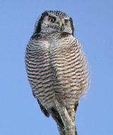 Northern-Hawk Owl